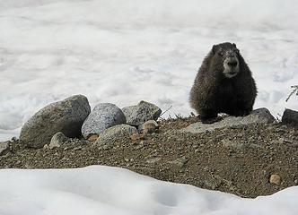 Marmot in Boston Basin