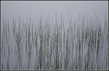 Grasses reflected in the still surface of Bear Lake in the Mount Baker-Snoqualamie National Forest. GPS: 48.058690, -121.740332