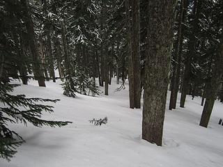 Great tree skiing