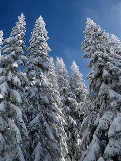 Tall snowy trees