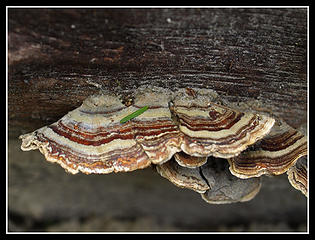 Another Turkey Tail
