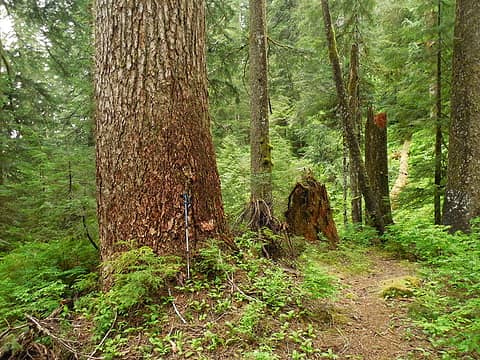 More huge old growth trees