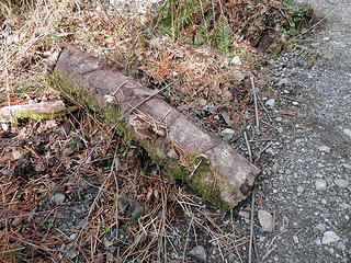 Thomas Kincade called...he wants his strategically placed mushroom log back!