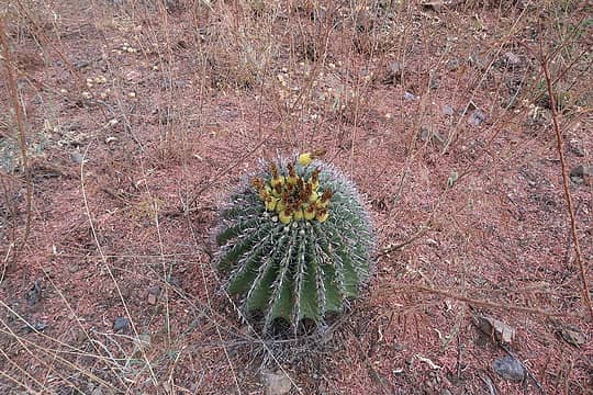 trailside cactus