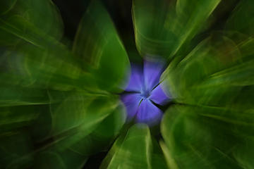 Cylindrical leaves and a blue flower