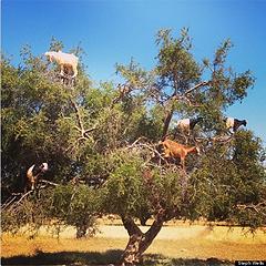o-GOATS-IN-TREES-570