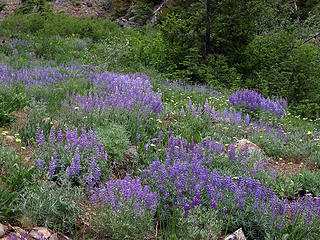 Lots Of Lupine