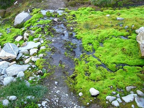bright green moss near vista creek