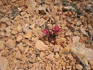 flowers in rock