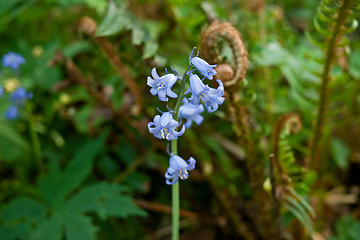 Granite Lakes trail 5/11/13 
Blue flowers