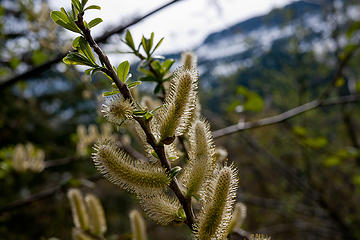 Granite Lakes trail 5/11/13 
Spring buds