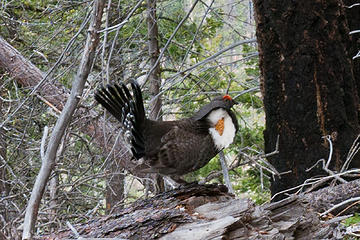 Grouse showing off. 
fourth of July creek trail Leavenworth WA 5/18/13