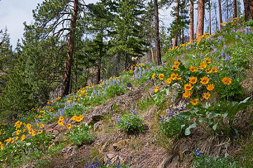 Balsamroot in the afternoon. fourth of July creek trail Leavenworth WA 5/18/13