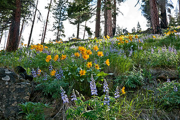 Balsamroot in the morning. fourth of July creek trail Leavenworth WA 5/18/13
