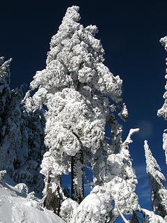 A really snowy tree, so bright against the blue sky