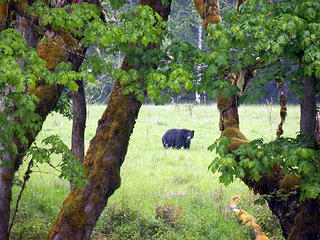 bear eating 'grass' across from goblin's gate, the elwha