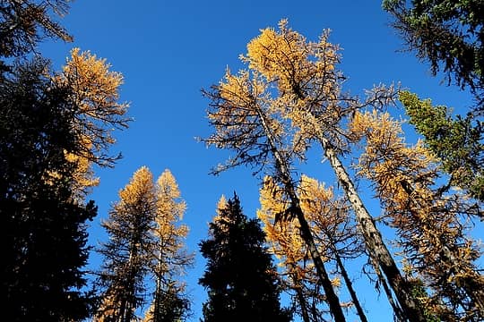more hiking beneath tall larches