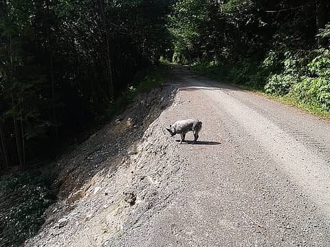Rocky checking out the road damage.