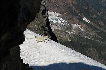 Goats continuing onto the snow