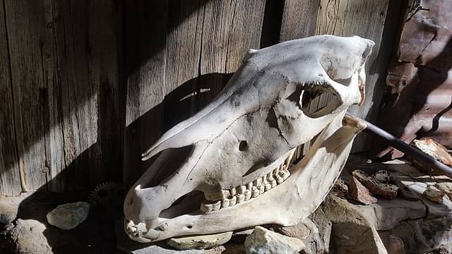 burro skull