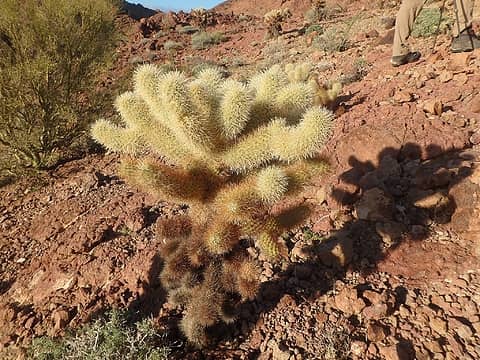 Cholla. Don't mess with it.