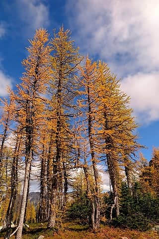 Tall larches in the sun