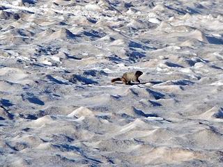 Marmot Running on the Snow
