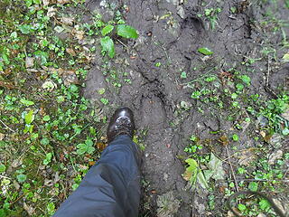 one good thing about mud?  The giant animal prints you come across!