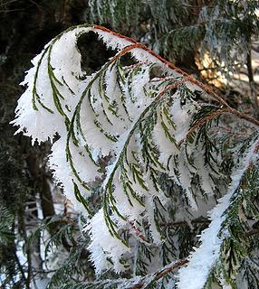 Cedar Frost