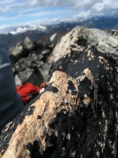 Ladybug proof-of-summit