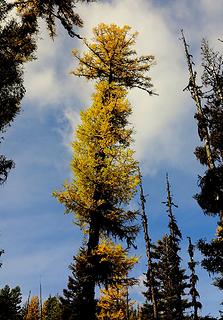 Another tall larch