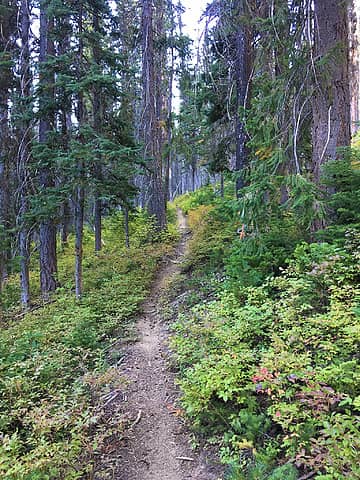 Typical forest trail in the midsection.