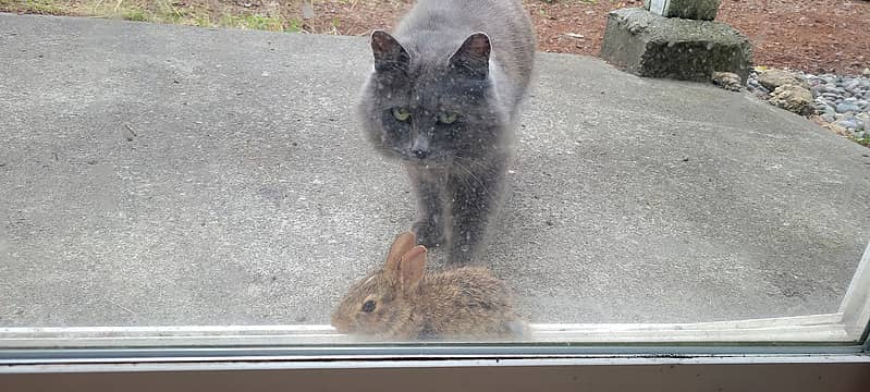 Neighbor cat brought a rabbit