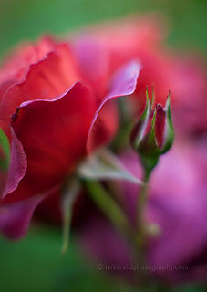 Roses from the Woodland Park Rose Garden.  Minolta Rokkor 58mm at f1.2