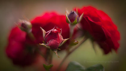 Roses from the woodland park zoo rose garden.  Zeiss 50mm f/1.4 handheld.  Blur is from the lens.