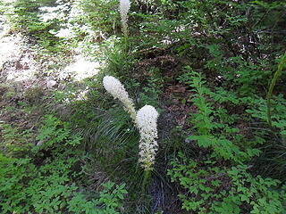 Beargrass is all over the place along the open areas of the ridge