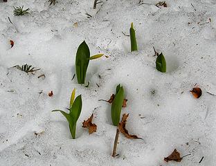 Glacier lilies growing through the snow