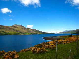 Gorse and Loch Broom