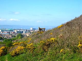 Gorse, Firth of Forth, St Anthony's Chapel ruin