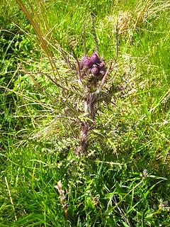 It was almost Scottish Thistle time
