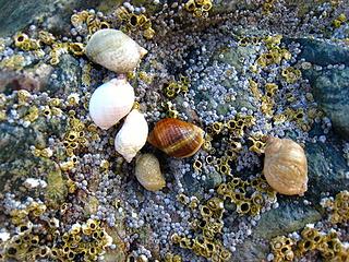 Scottish snail melange