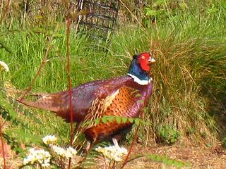 Male Pheasant
