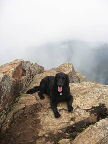 Summit dog