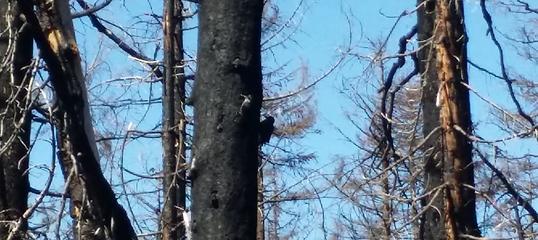 woodpeckers love the dead trees