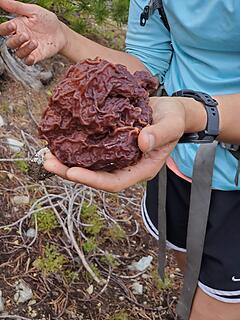 Hannah found a few morels, including this beast. We staged it on the trail for her to take on the way out.