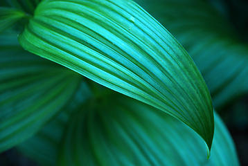 FHellebore-leaf