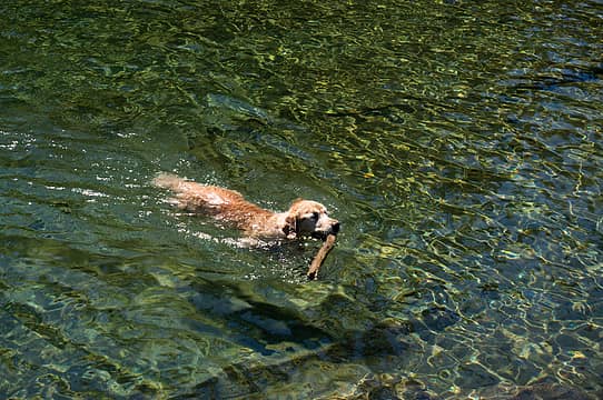 Water dog