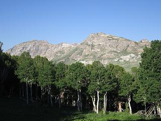 lots of aspen.  Ruby Mountains Wilderness, NV