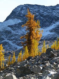 King larch and smaller acolytes