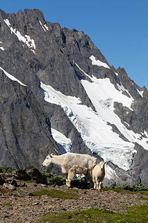 Goats and glaciers